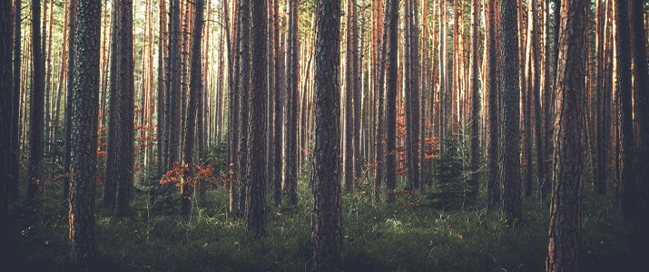 Wald und Forstwirtschaft